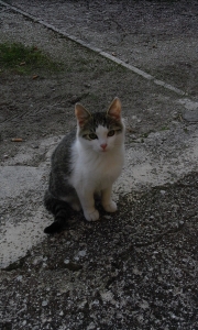 Foto gatto ucciso a Cipolleto