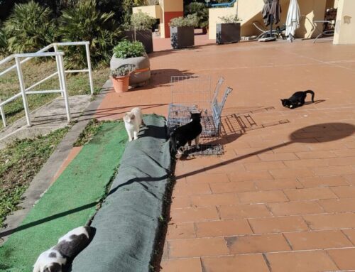 Le volontarie: “Un’Oasi felina nel Parco della Piscina comunale per curare i gatti e per la Pet-Therapy”